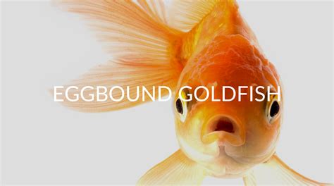 egg bound goldfish|egg bound goldfish treatment.